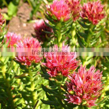China Cheap Pure Natural Hot Seller Rhodiola Rosea Extract 10:1 With Good Service photo-4