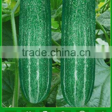 ACU051 Tanglang high yield green cucumber seeds chinese vegetable seeds