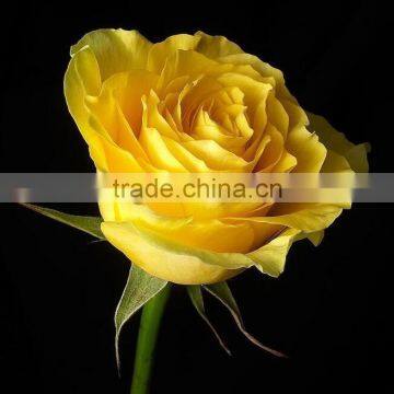 Grade A Fresh Rose Flowers Fresh-cut Roses photo-6