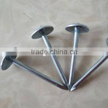 electro galvanized umbrella head roofing nails factory