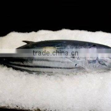 China Frozen bonito Skipjack Tuna