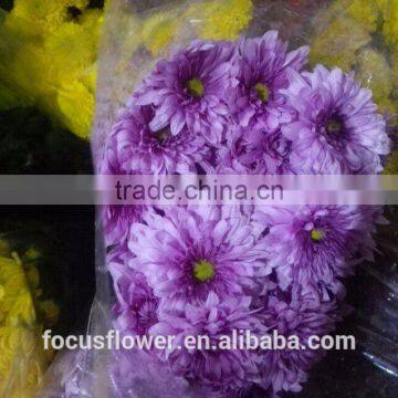 Fresh Cut Flower Chrysanthemum Grade A With Multi Colors From Kunming photo-2