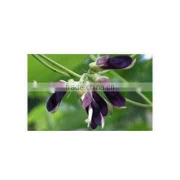 Mucuna Extract photo-2