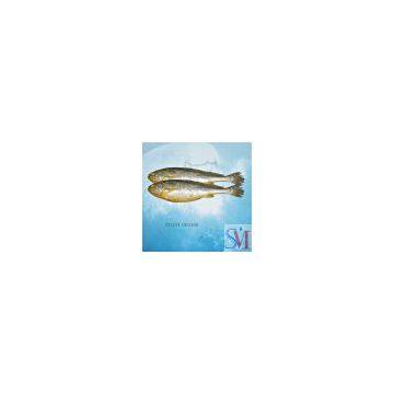 Sell Frozen Yellow Croaker