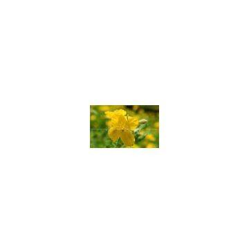 celandine extract