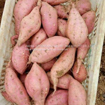300g-450g Fresh Sweet Potato photo-2