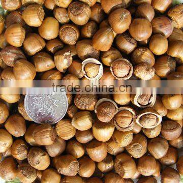 new crop hazelnut nut