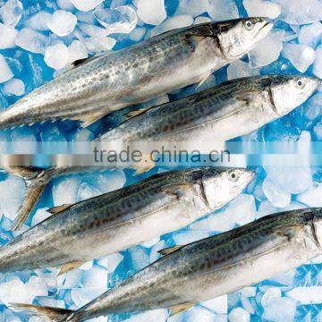 Frozen Fish (spanish Mackerel Big) BQF photo-2