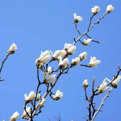 This Year's Price of Magnolia, Price Quotation List From Magnolia Base, Magnolia Manufacturers photo-2