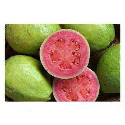 Small Capacity Guava Jam