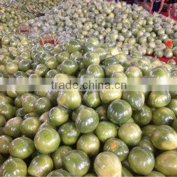 Hot sale fresh pomelo Fujian province pomelo