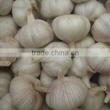 normal white fresh garlic 5 cm