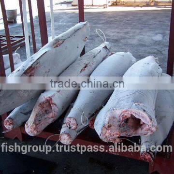 SEAFROZEN BLACK MARLIN DWT