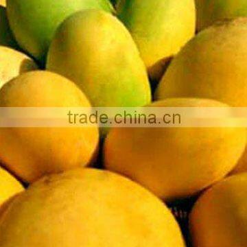 Alphonso Mango Supplier