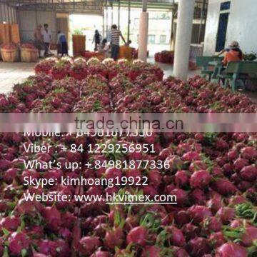 Good price and quality for sale/ dragon fruit white flesh