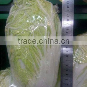 Chinese Cabbage