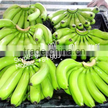 best quality fresh banana