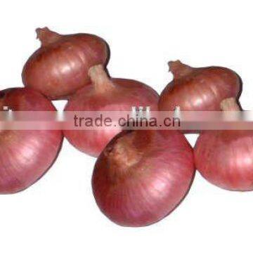 Fresh Onions fresh red onions for sale types red onions