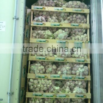 Common cultivation Pure White Garlic from Egypt, Baldy Type