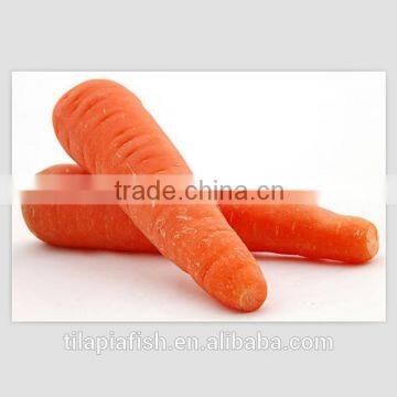 mini carrot harvester, fresh carrot with high quality