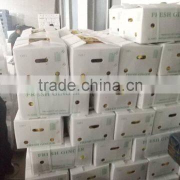 PVC BOXES FRESH GINGER photo-5