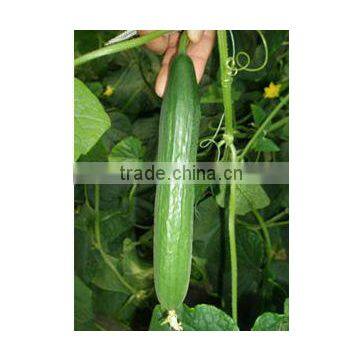 Hybrid F1 Cucumber Seeds For Greenhouse