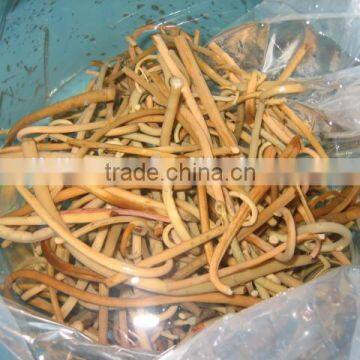 Chineses' Osmunda Cinamomea Cinamomea in Promotion Vetch Boiled Osmund Japan Osmunda Cinamomea photo-2