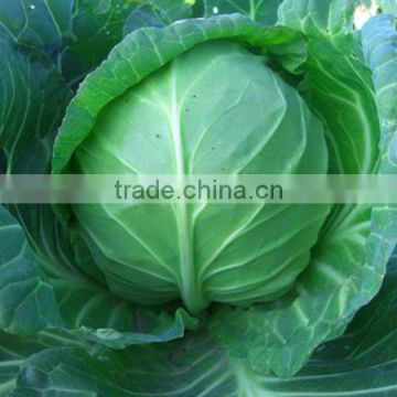 AC031 Jisuan heat resistant f1 hybrid cabbage seeds vegetable seeds sale