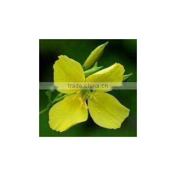 Evening Primrose Oil GMP Certified Pure Essential Oil photo-3