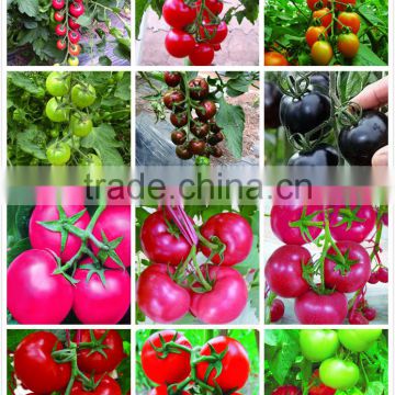 tomato seeds red tomato seeds pink tomato seeds