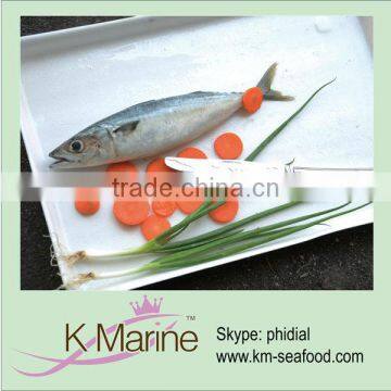 Frozen horse mackerel in good price