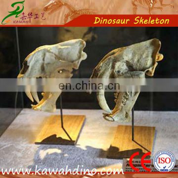 Museum exhibition fiberglass dino head dinosaur fossil replicas dinosaur skeleton