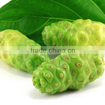 Premium Quality Noni Powder Sale And Export