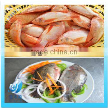 cheap and good quality black and red tilapia