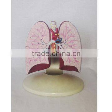 Simulation Model for Medical Research and Students Learning photo-4