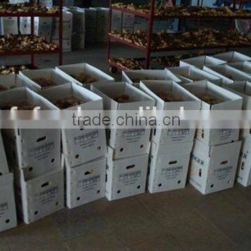 Organic Ginger Supplier