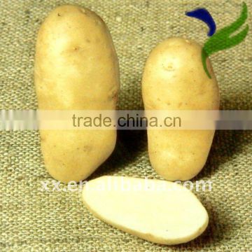 new crop fresh yellow potatoes