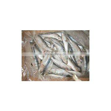 Fresh Frozen Sardine