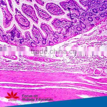 Individual Slides You Can Choose Educational Student Histology Microscope Prepared Slides of Epiglottic Cartilage Sagittal Sec photo-3