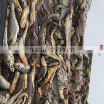 Frozen Seafood Frozen Yellow Croaker, Yellow Croaker Fish Price photo-5