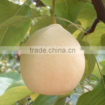 Chinese fresh ya pear packing 72/80/96/112 in 18kg carton