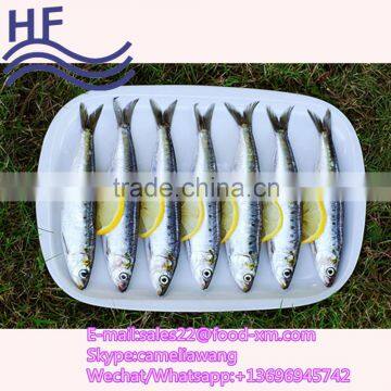 China factory direct price cheap frozen sardine fish