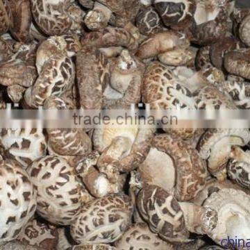 spring plant shiitake mushroom