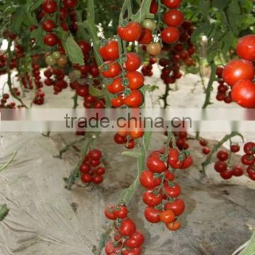 Hybrid High Density Fruits Setting Round Red Cherry Tomato Seeds For Growing-Wonderful