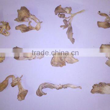 Dry Oyster Mushrooms (Pleurotus Ostreatus) photo-4