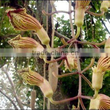 Cassia fistula L.