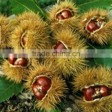 Fresh Chestnut