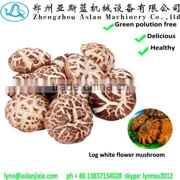 hot sale log white flower mushroom / dry shiitake /hot sale dried mushroom