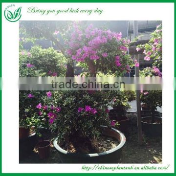 Live Bougainvillea Bonsai Tree