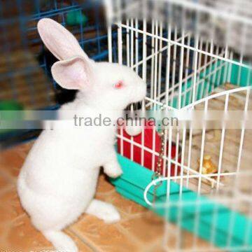 Rabbit Cage and Runs